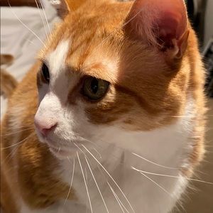 Meet your Posher, Trish